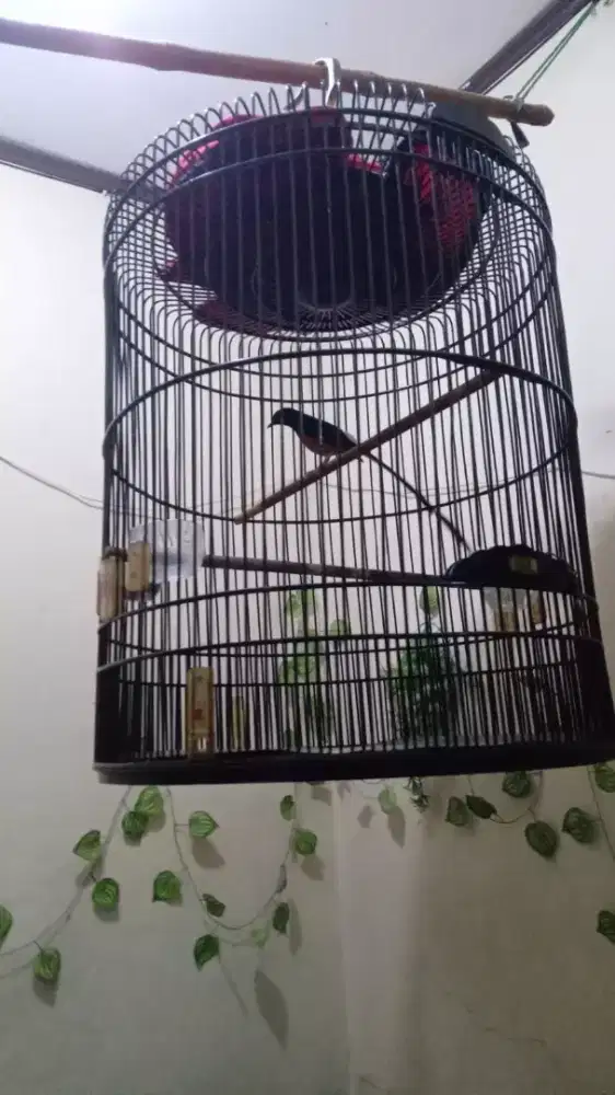 Dijual burung murai gacor