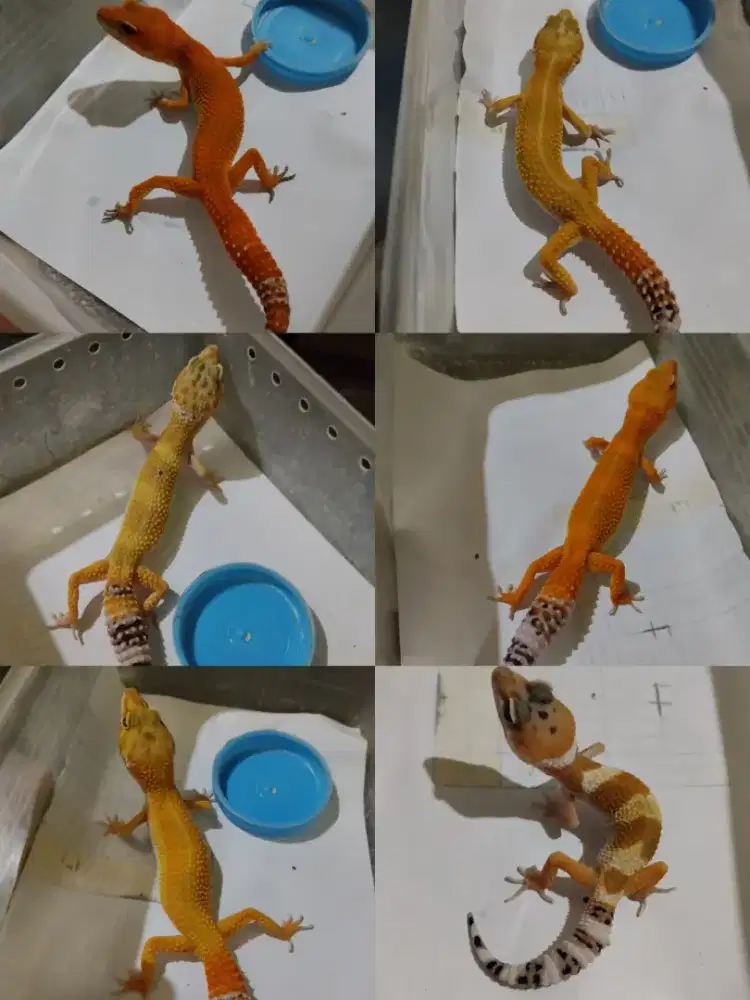 Borongan 6 Ekor leopard gecko data lengkap bisa barter kucing Ras