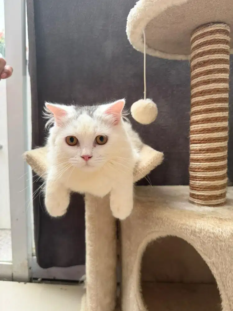 Scottish fold long hair