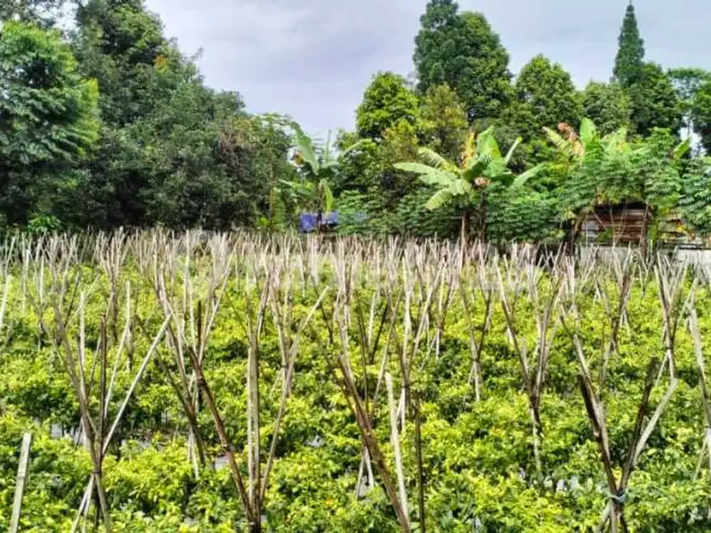 Jual Murah Kavling Hoek Cantik Mega Mendung Puncak Bogor Jabar