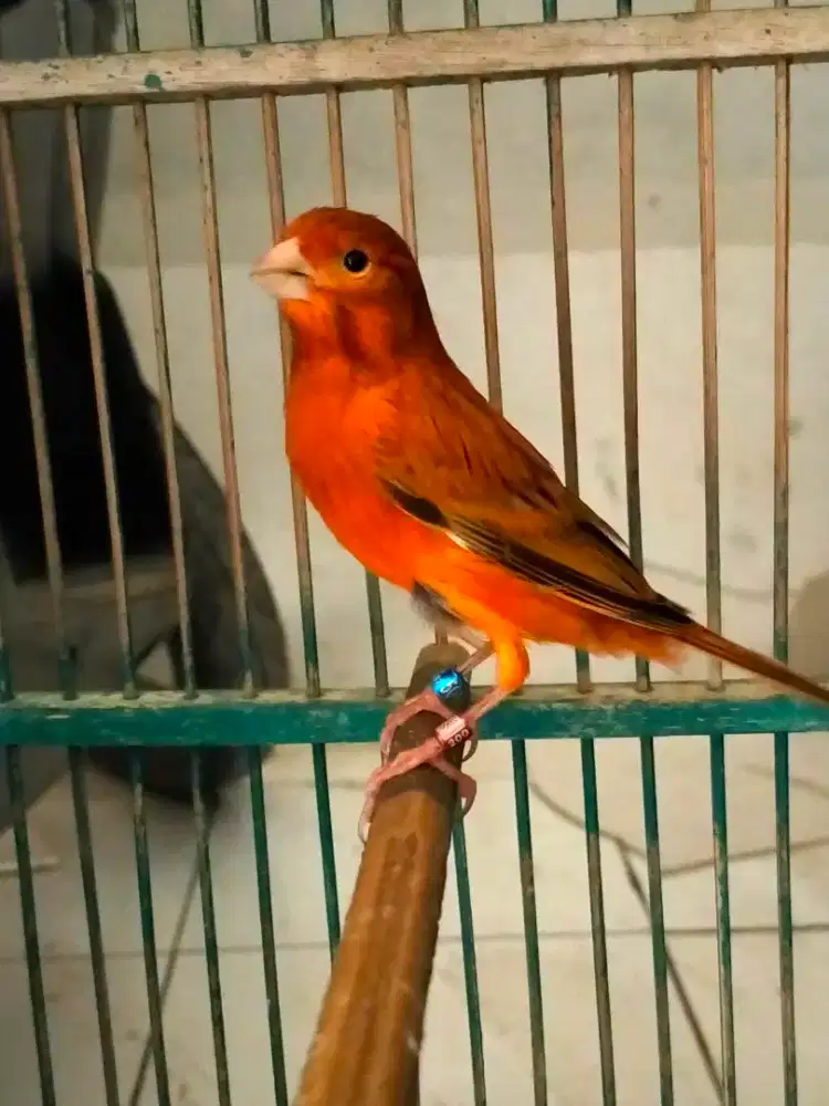 Burung kenari mosek jantan gacor perdana