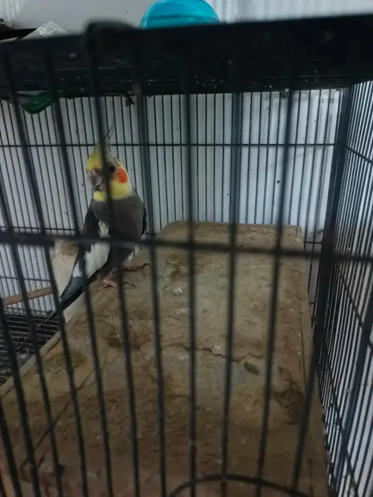 Di jual burung Falk usia 1 tahun dan srigunting hitam