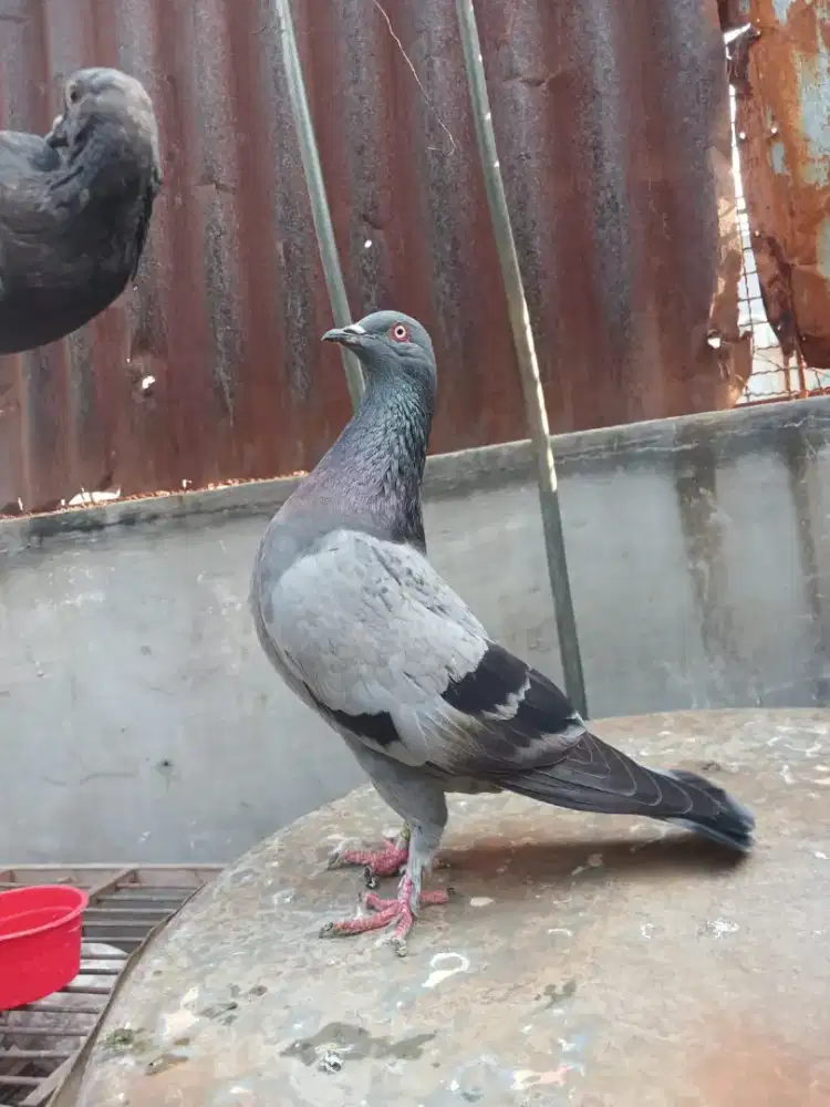 Burung Merpati sepasang Giring