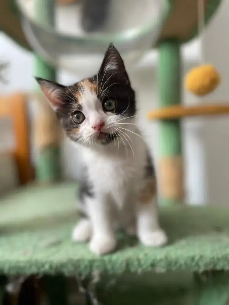 British Short Hair BSH mix Anak Kucing Kitten Calico