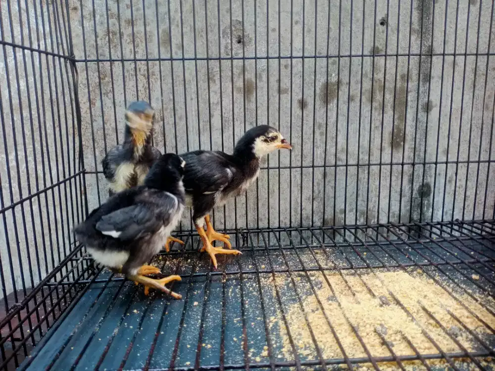 Anakan bekisar x bangkok