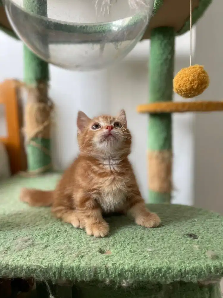 Munchkin BSH British Anak Kucing Kitten Orange Oyen