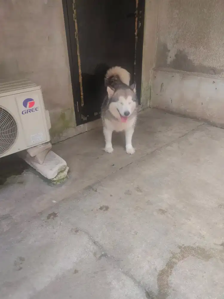 Alaskan malamute betina