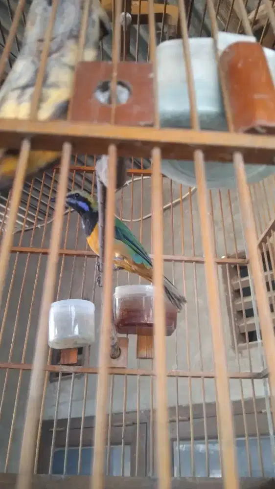 Cucak cengkok burung saja
