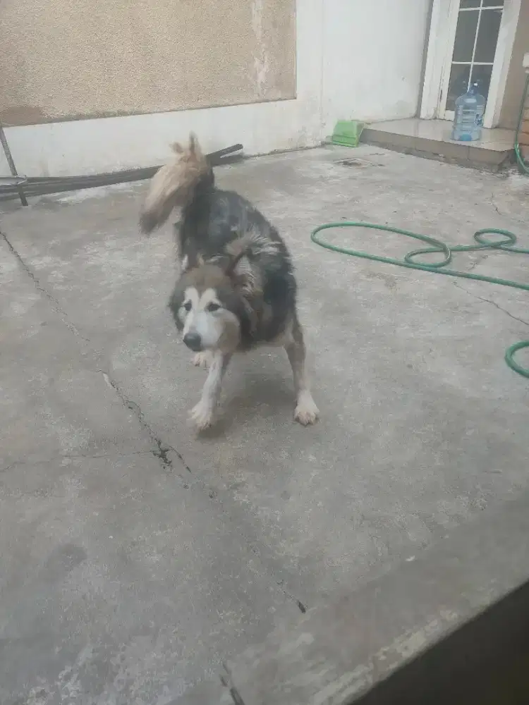 Alaskan malamute betina