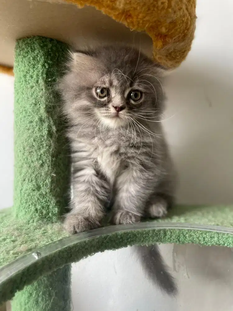 Munchkin British Long Hair Anak Kucing Kitten Abu - Blue