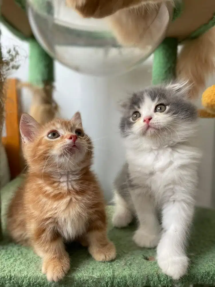 Munchkin British Long Hair Anak Kucing Kitten Abu Putih