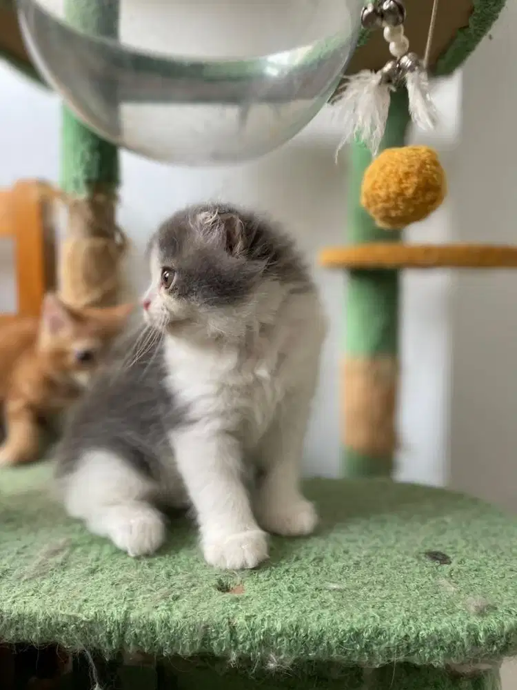 Munchkin British Long Hair Anak Kucing Kitten Abu Putih