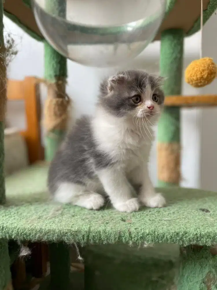 Munchkin British Long Hair Anak Kucing Kitten Abu Putih