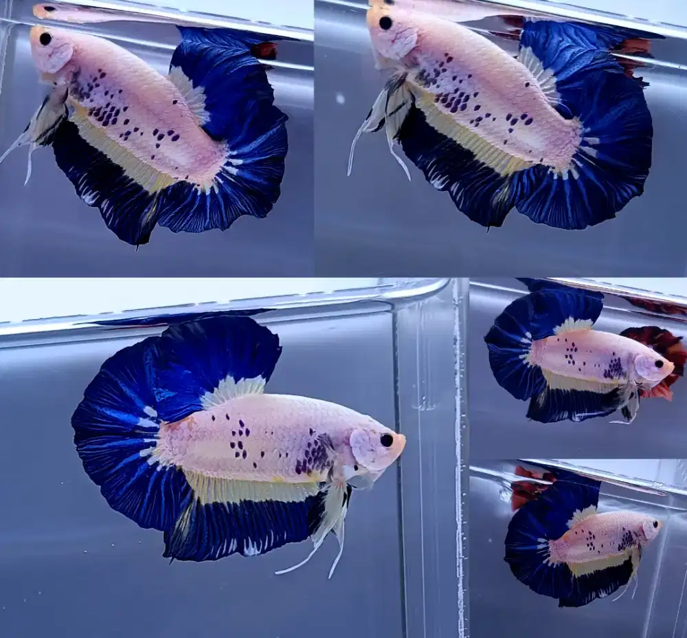 ikan cupang blue rim raksasa .. Size XL .. Giant