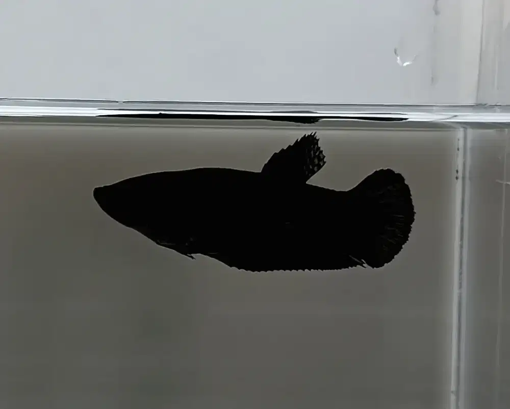 ikan cupang betina giant super black