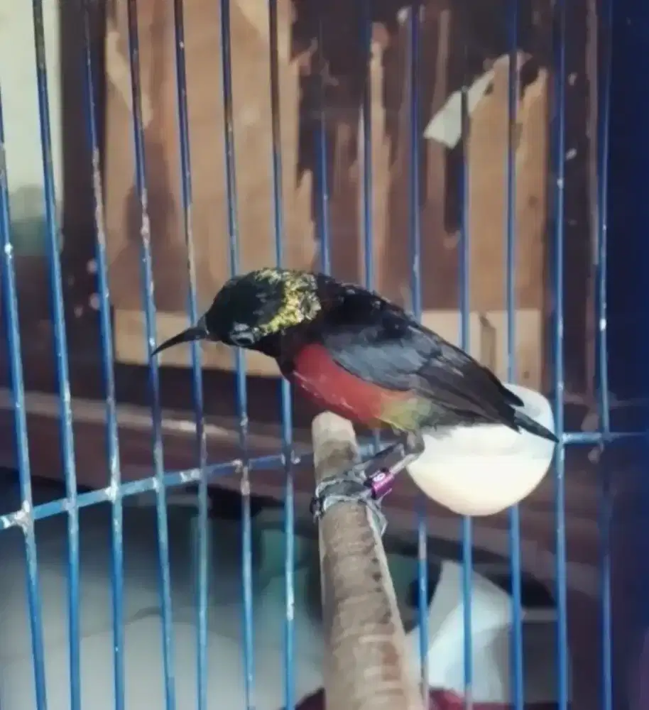 Burung kolibri ninja