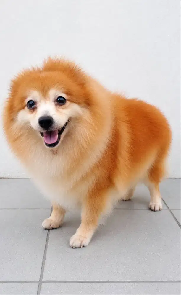 OPEN ADOPSI POM