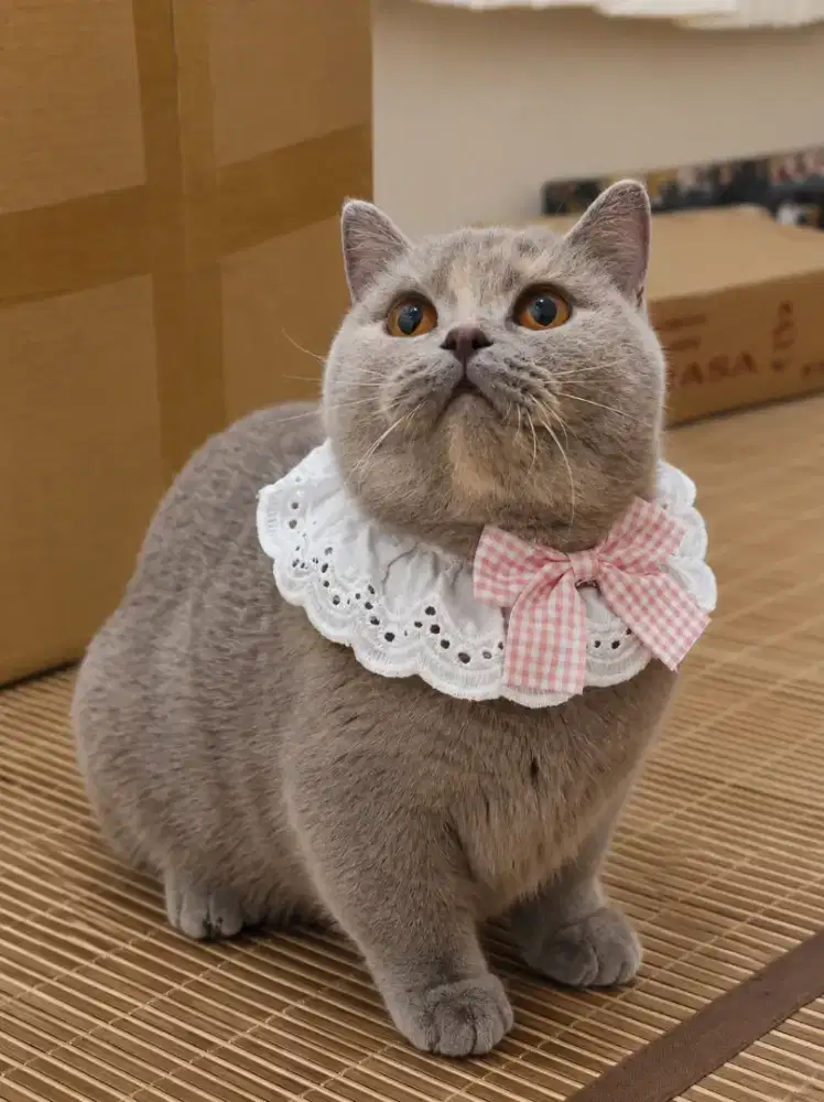 Munchkin BSH Lilac Cream Tortie Betina Proven British Shorthair