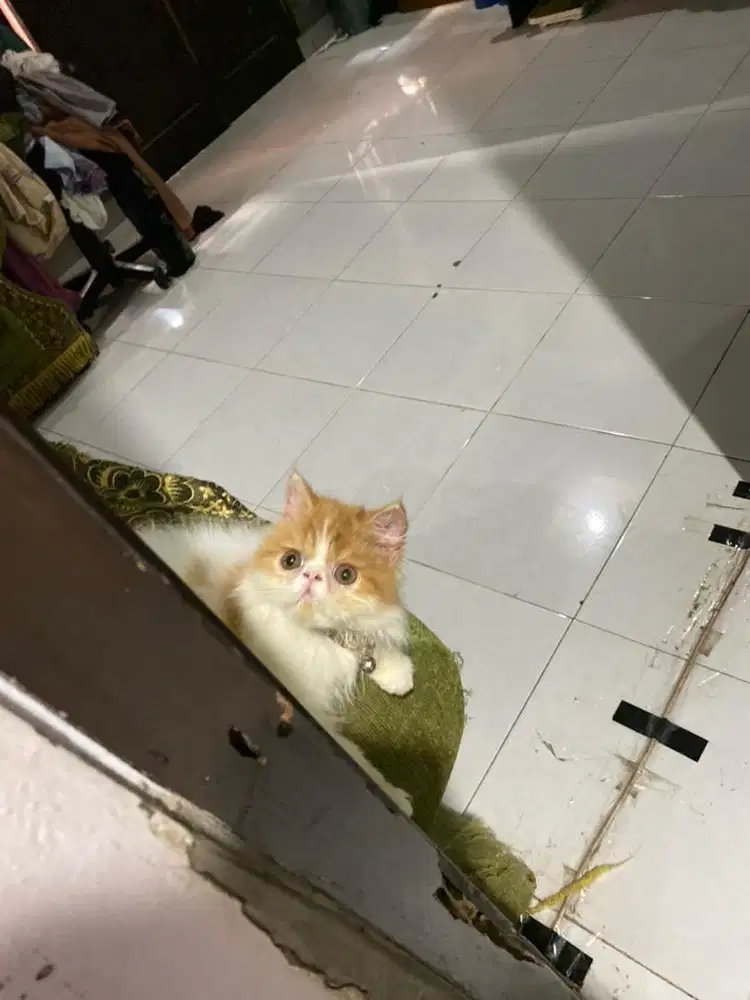 KITTEN PERSIAN PEAKNOSE LONGHAIR BULU KAPAS