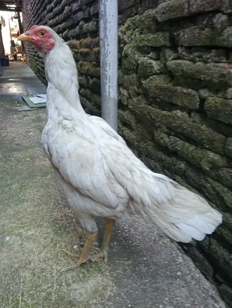 Ayam betina Bangkok portur tinggi