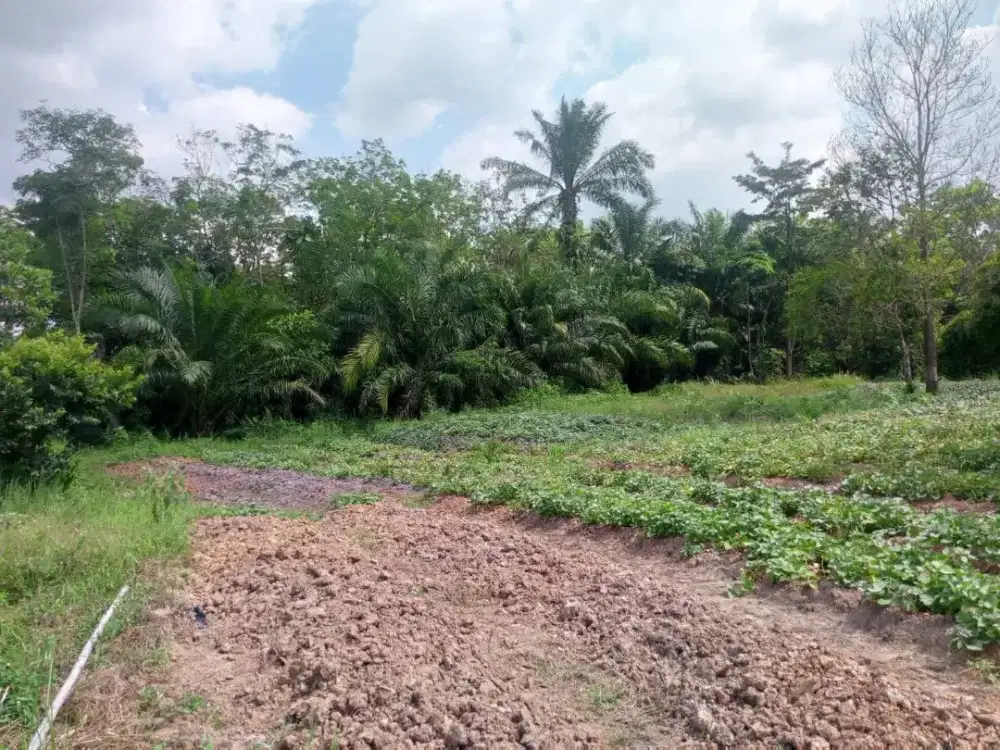 Dijual Tanah produktif