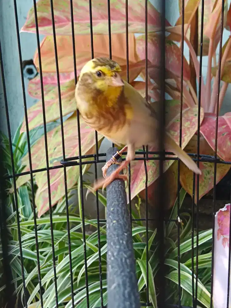 Af trah rasmi bunyi