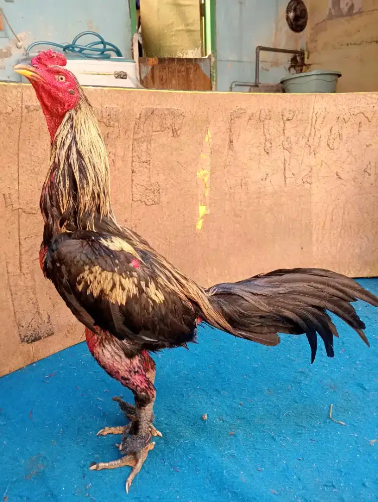 Ayam Bangkok klasik ukuran 6 vdeo abaran via wa