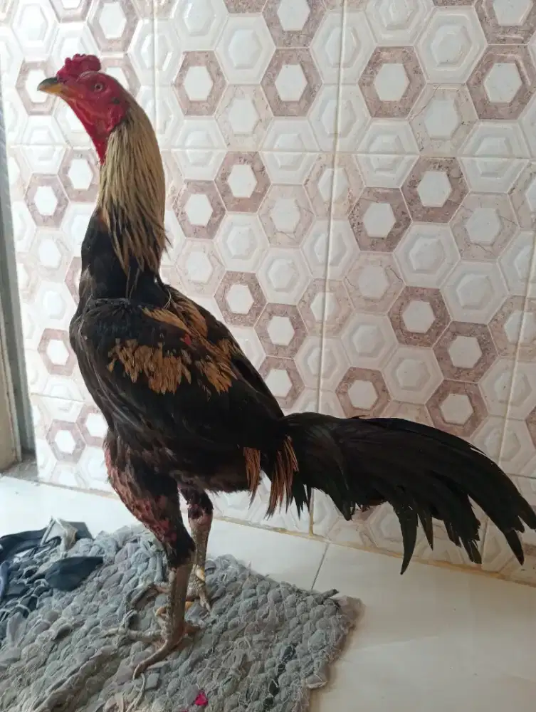 Ayam Bangkok klasik Widu ukuran 6