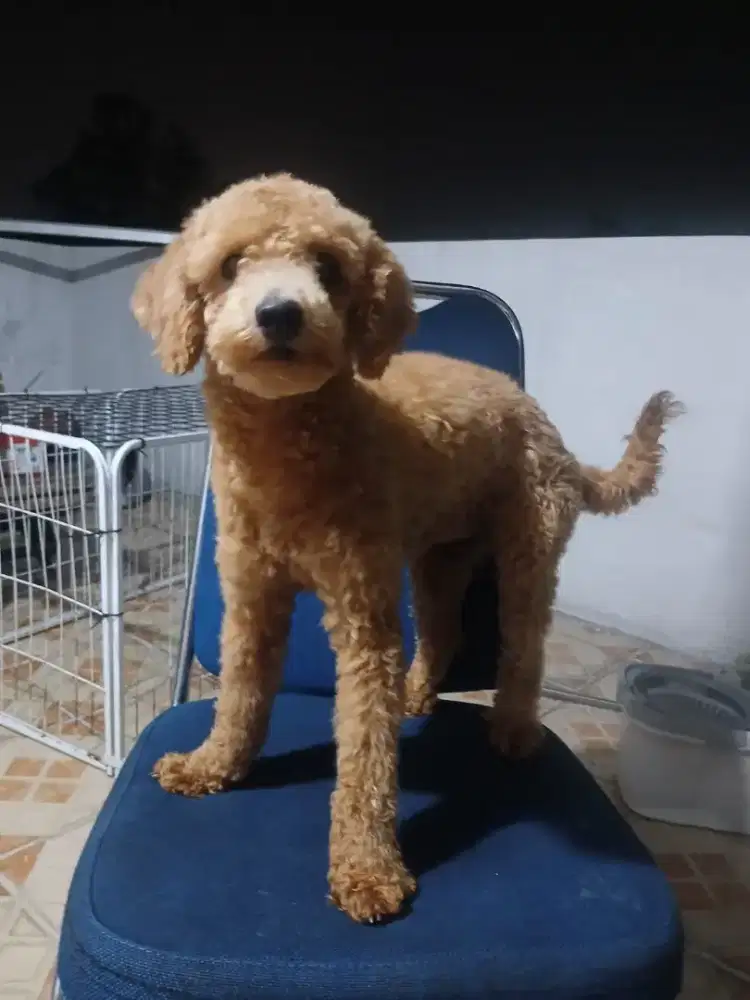Red toy poodle pure