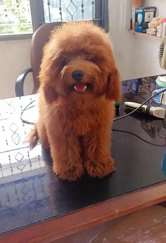 Red toy poodle pure