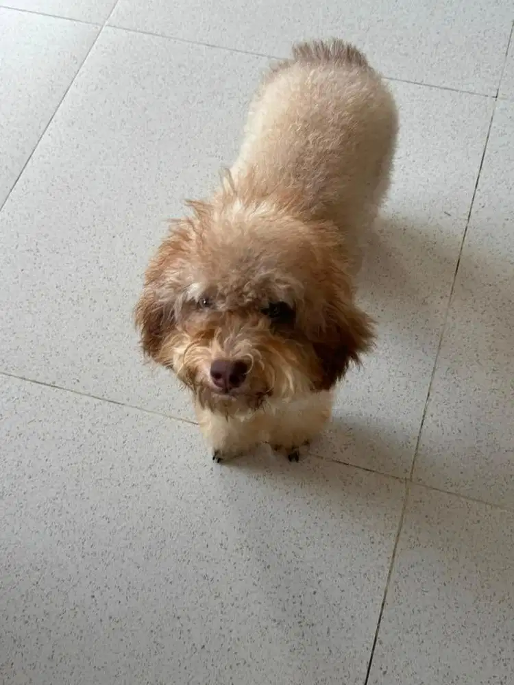 Puppy toy poodle