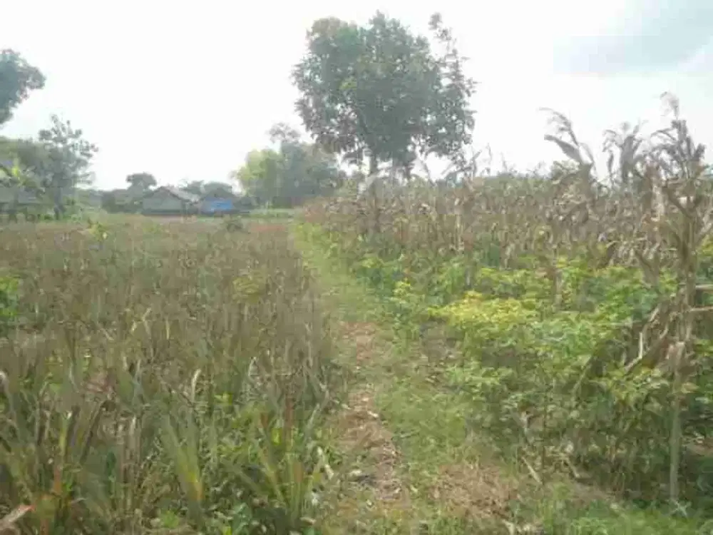 DI JUAL TANAH 

KEL. : SELODONO
KEC. : RINGINREJO
KAB  : KEDIRI