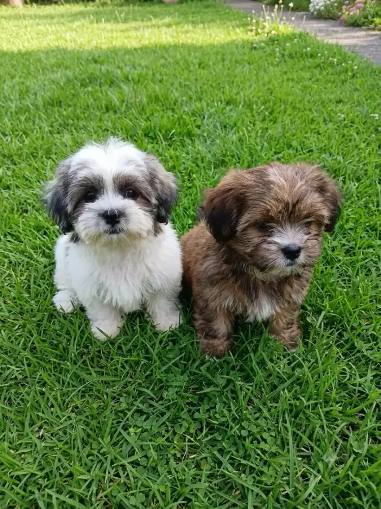 Anjing shihtzu jantan