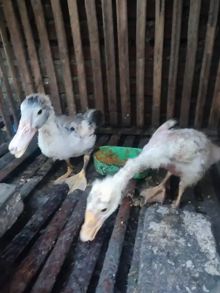 Anak angsa/ soang dan entok