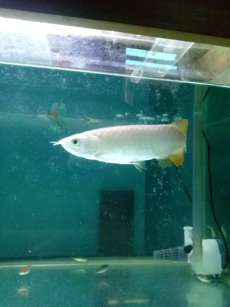 Ikan Arwana Murah