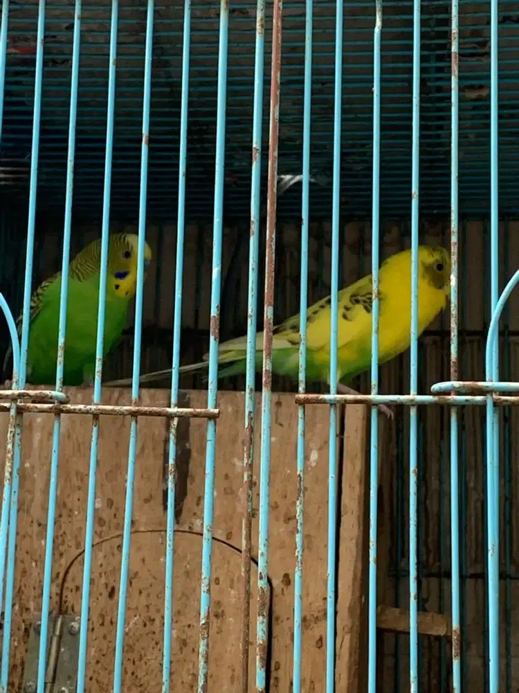 Burung parkit sepasang