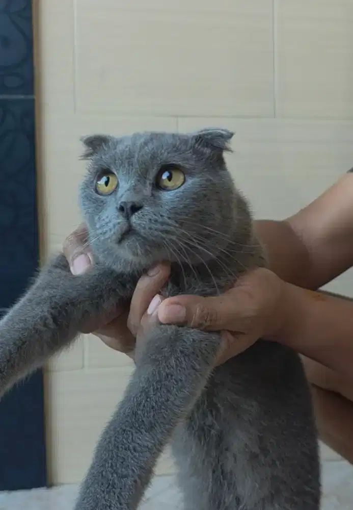 Kucing schootis jantan non mix non pet umur 10 bulan
