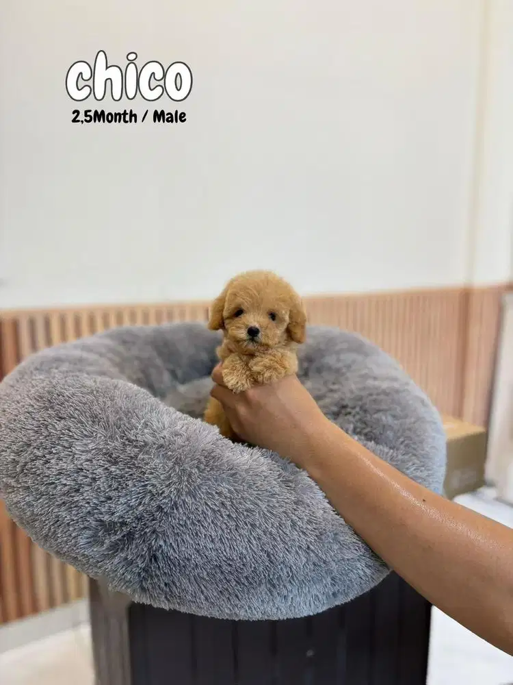 Poodle tiny super lucu , maltipoo shihtzu maltese pudel podle cihuahua