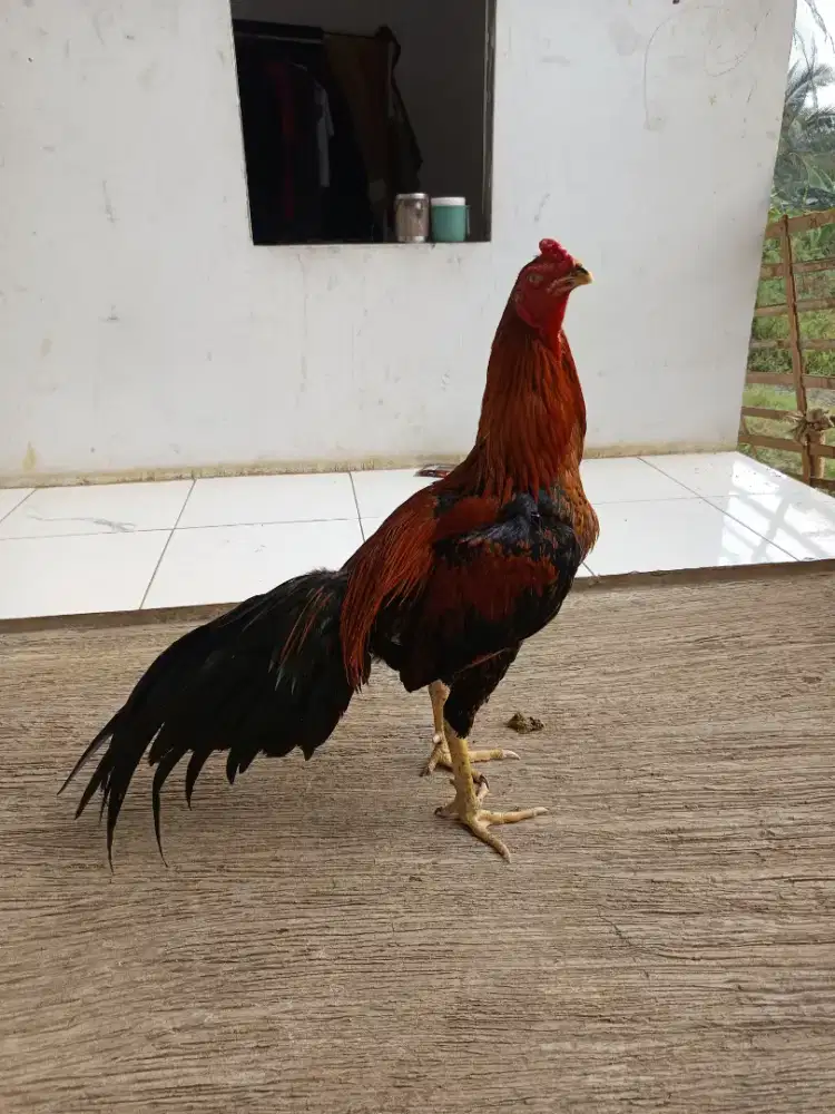 Ayam jago aduan (pama iq x koytrad)