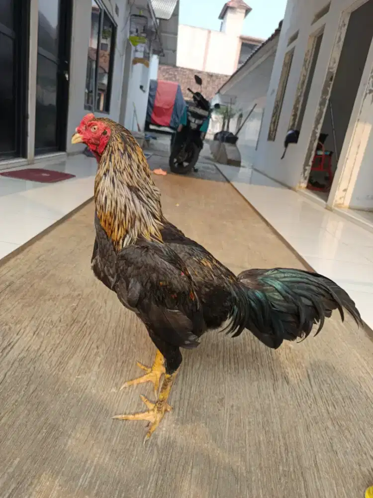 Ayam jago muda aduan