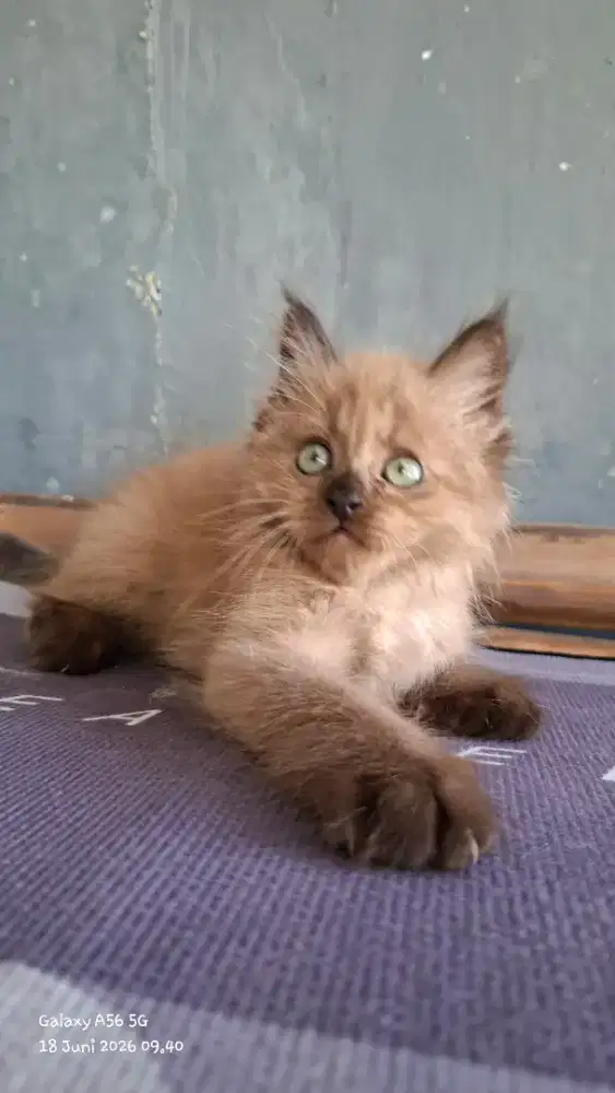 Kucing ragdol /kitten ragdol betina/kucing ragdol himalaya
