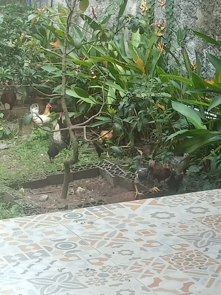 Borongan aja mau kosongin