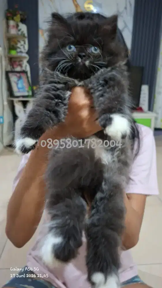 Anak kucing persia l/kitten persia jantan/kucing persia betina
