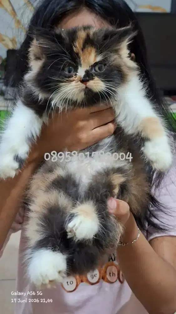 Anak kucing anggora/kitten flatnose betina/kucing persia  betina