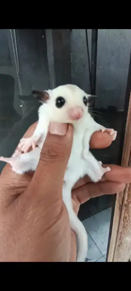 Sugar glider platinum mosaik/ platmos