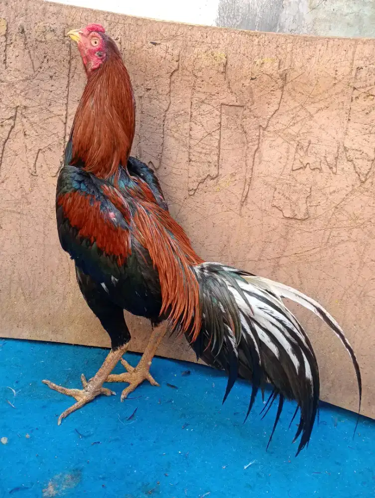 Ayam Bangkok pkul keras ada brakotnya