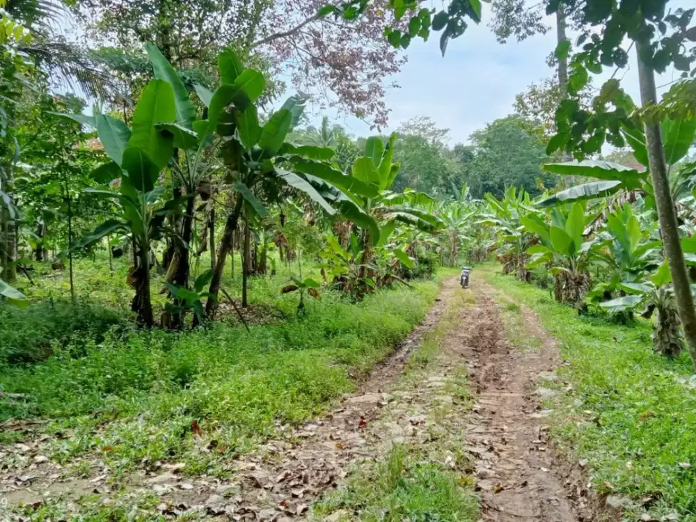 Dijual Tanah Kebun Buah 3 Hektar di Anyer, Banten