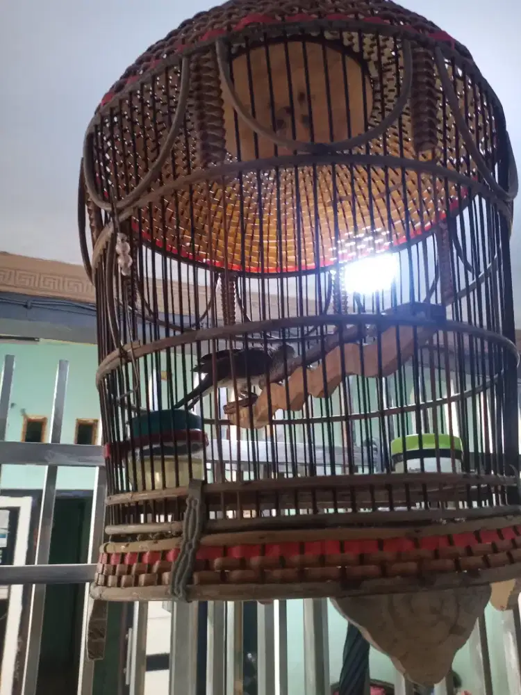 Pekutut lokal asli mercu jiwo asli (MITOS)