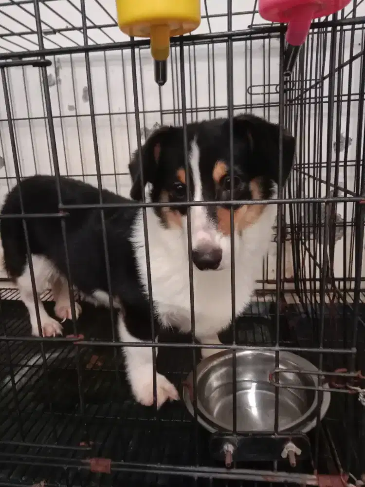 Corgi jantan stb vaksin