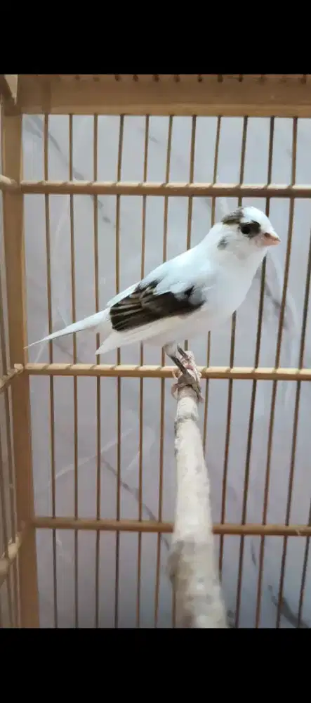 Burung kenari panda betina